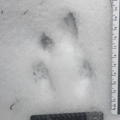 Ep. 278 : Getting to know the Southern Flying Squirrel