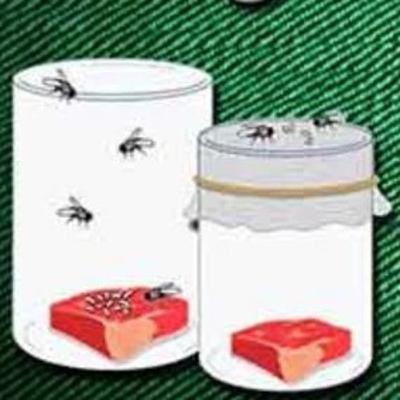 Abiogênese x biogênese