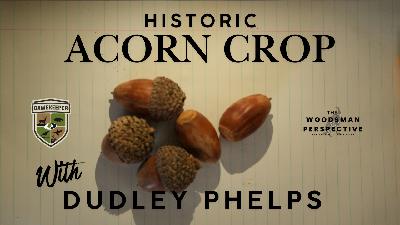 Record Breaking Acorn Crop with Dudley Phelps