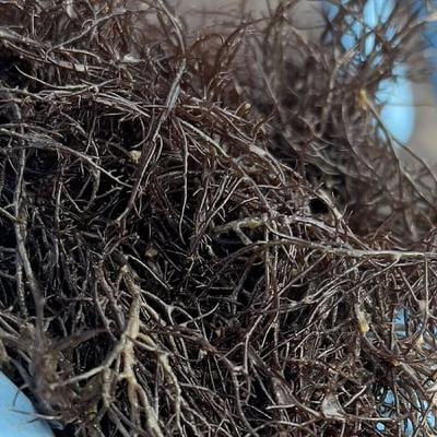 Why has a new invasive alien seaweed been appearing along our coasts?