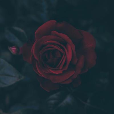 Sobre el amor en la adolescencia y sus efectos 🖤 (Trailer) Sobre el amor en la adolescencia y sus efectos 🖤 (Trailer)