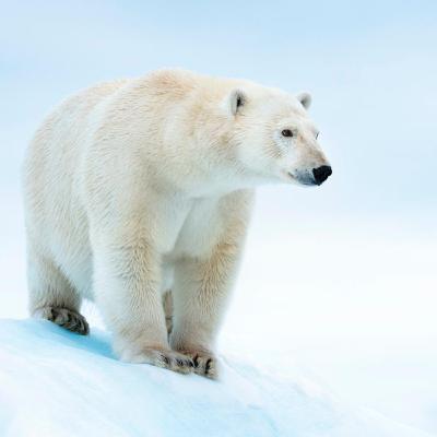 The Great Polar bears