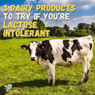 3 dairy products to try if you're lactose intolerant 3 dairy products to try if you're lactose intolerant