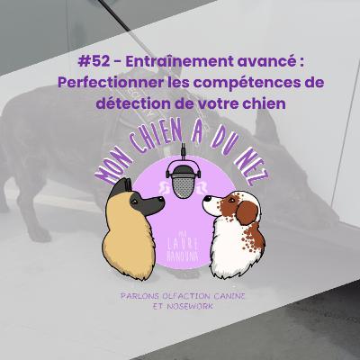 #52 - Entraînement avancé : Perfectionner les compétences de détection de votre chien