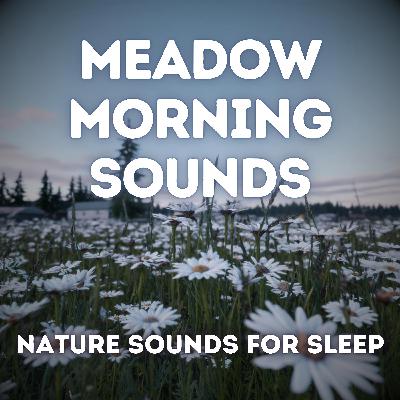 Meadow Morning — Birds, Breeze, and Awakening Light Meadow Morning — Birds, Breeze, and Awakening Light