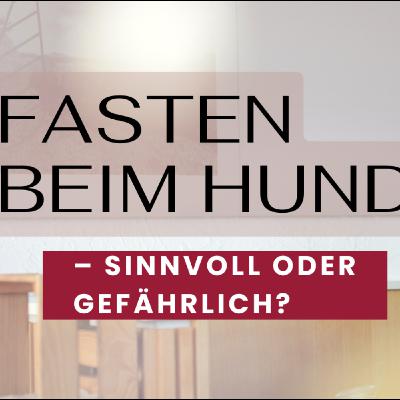 Fasten bei Hunden – sinnvoll oder gefährlich?