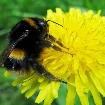 Episode 72: Green Shots 4 - Insectapocalypse