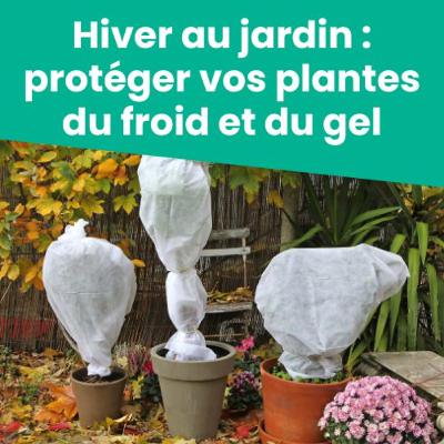 Hiver au jardin : protéger vos plantes du froid et du gel
