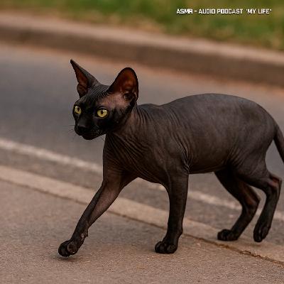 ASMR - Ветер и шаги возле дороги