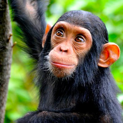 L'uomo e lo scimpanzé