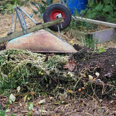 Senhöst i trädgården - fröer och lökar
