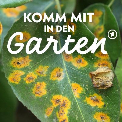 Pilzerkrankungen an Pflanzen - erkennen und vorbeugen