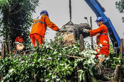 Quase 20% dos pedidos de avaliação ou solicitação de poda de árvores em SP seguem abertos