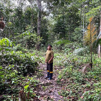 Der Duft von Rosenholz - Die Parfümindustrie und die Sateré-Mawé