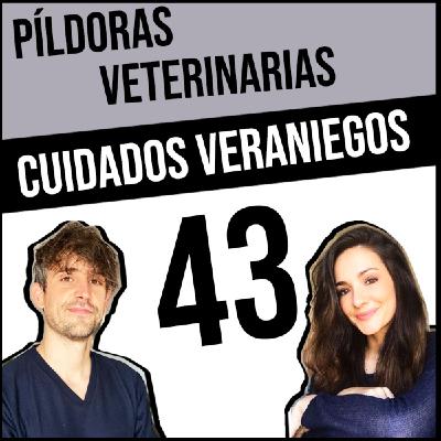 43. Cuidados veraniegos #veterinaria #veterinario #perro #gato