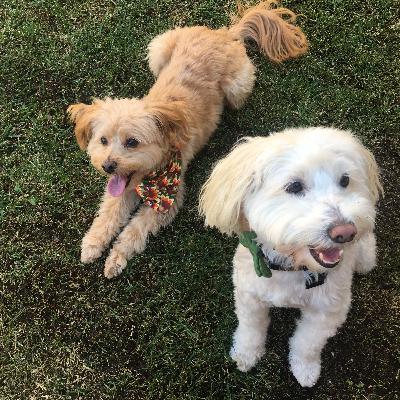 Curiosity Podcast of Thomas D. A Look Back At 2019 Curiosity Podcast of Thomas D. A Look Back At 2019