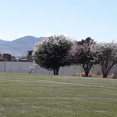 La relación entre melodía y contenido de una canción