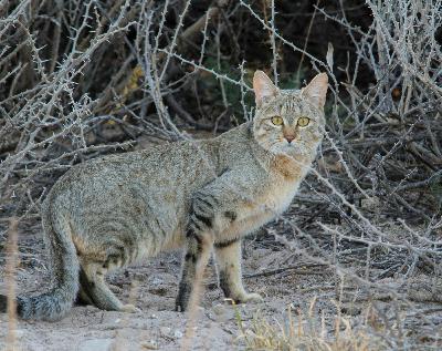 Our Cats’ Wild Origins: The African Wildcat