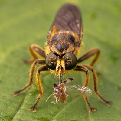 Günstiger Einstieg in die Makrofotografie...