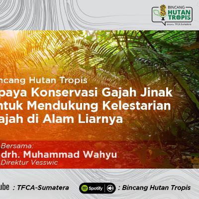 Upaya Konservasi Gajah Jinak untuk Mendukung Kelestarian Gajah di Alam Liarnya