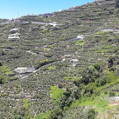 A Ilha da Madeira e a “Era do Ouro Branco”