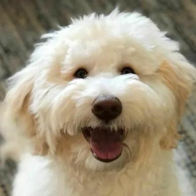 Episode 49: "Dogs Tug On Our Shirt, Too": The Importance of Puppy Socialization with Marge Rogers and Eileen Anderson