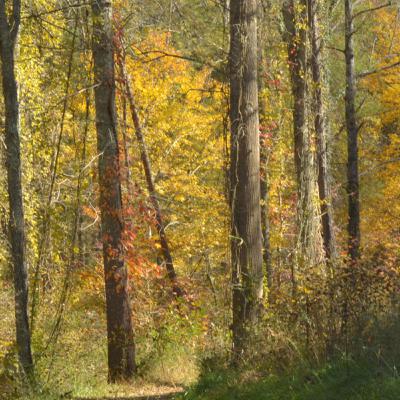 HOW TO CONNECT WITH THE FOREST