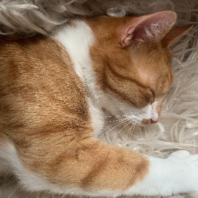 Meet 'Hoogily Boogily' the noisiest cat in the world