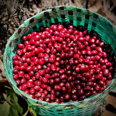 97 没有雪莉的洪都拉斯,和忙着血拼的中国精品咖啡圈|🇭🇳产地见闻录 97 没有雪莉的洪都拉斯,和忙着血拼的中国精品咖啡圈|🇭🇳产地见闻录