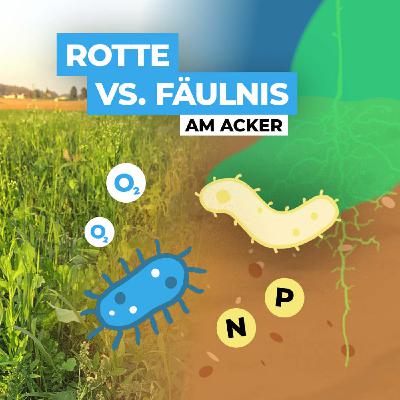 Rotte vs. Fäulnis am Acker – und was das mit der Zwischenfrucht zu tun hat