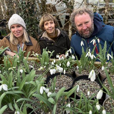 Snowdrops at Altamont  &  Seed Sowing