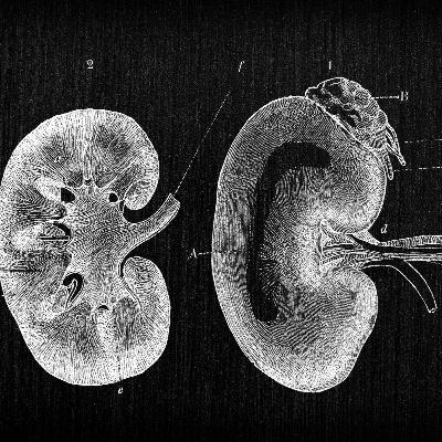 Arcturian Renal Clearing Healing Session Arcturian Renal Clearing Healing Session