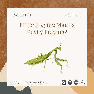Is the Praying Mantis Really Praying? Lesson 86
