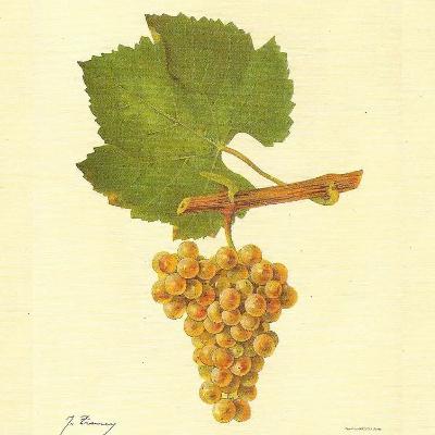 White Burgundy White Burgundy