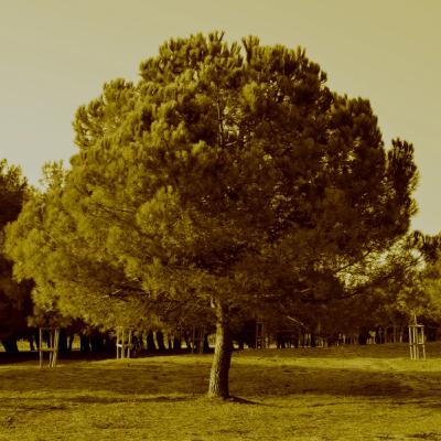 בלשי אומות העולם