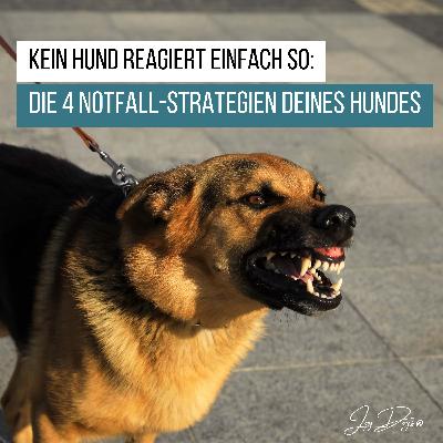 Kein Hund reagiert einfach so: Die 4 Notfall-Strategien deines Hundes.