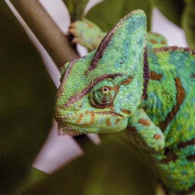 Veiled Chameleons
