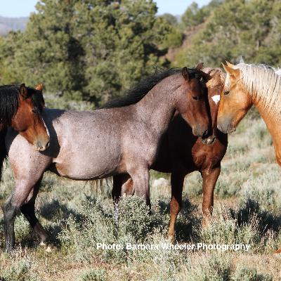 Wild Herd Dynamics with Mary Ann Simonds and Barbara Wheeler, Part 1