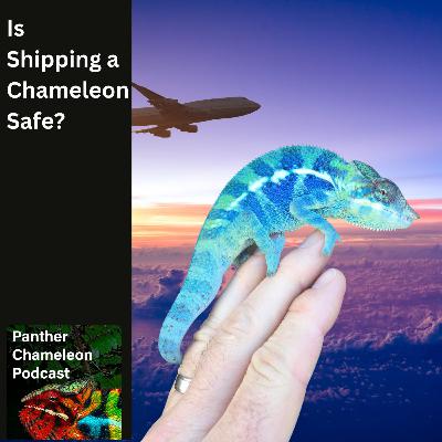 Is Shipping a Chameleon Safe? Is Shipping a Chameleon Safe?