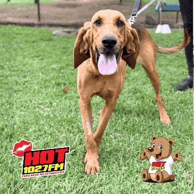 Hot Cares backs the K9 unit on the frontline of wildlife protection in KNP