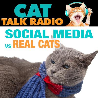 Social Media Cats vs. Real Cats: The Behavior Gap