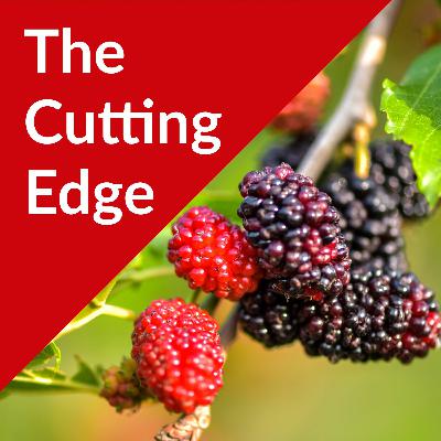 Episode #43: Mulberries Part I, Current Research and Historical Context