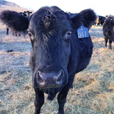 Ag industry watches cattle Ponzi scheme, crop insurance change