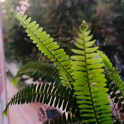 प्रेम की जगह अनिश्चित है (Prem ki jagah anishchit hai) - Vinod kumar shukl