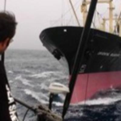 The Farley Mowat Takes Direct Action to Save The Whales The Farley Mowat Takes Direct Action to Save The Whales