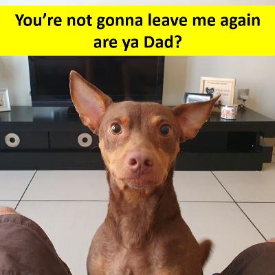Ramadan 11 on seperation anxiety in dogs