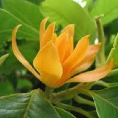 GitaWisdom 9.14 Who can be considered as True Great Person & genuine devotee of Lord ?