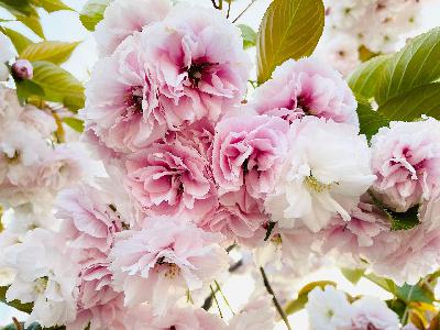 Garden Talk: Tired of doomscrolling? Try bloomscrolling; Growing and using herbs Garden Talk: Tired of doomscrolling? Try bloomscrolling; Growing and using herbs