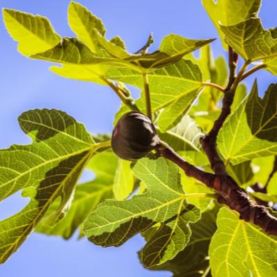 "It may bear fruit in the future." | Saturday of the Twenty-ninth Week in Ordinary Time "It may bear fruit in the future." | Saturday of the Twenty-ninth Week in Ordinary Time