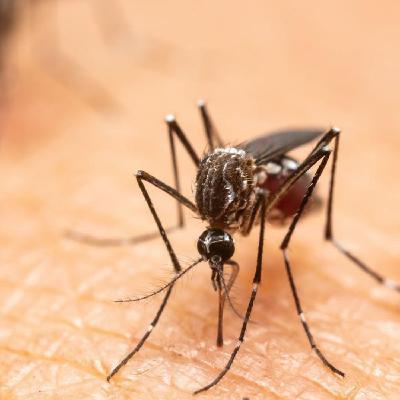 Cienfuegos decrece en la epidemia del dengue y Chikungunya